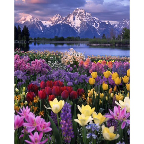 Blomsterlandskap