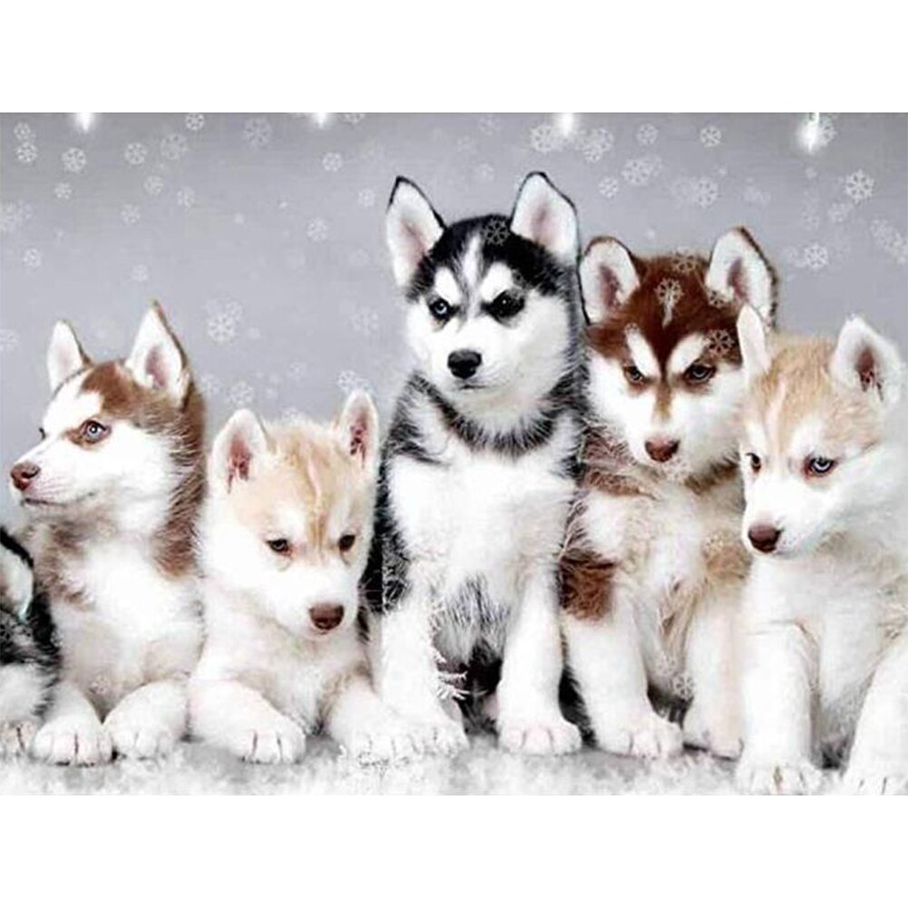 Husky valper