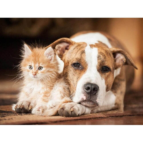 Katt og hund