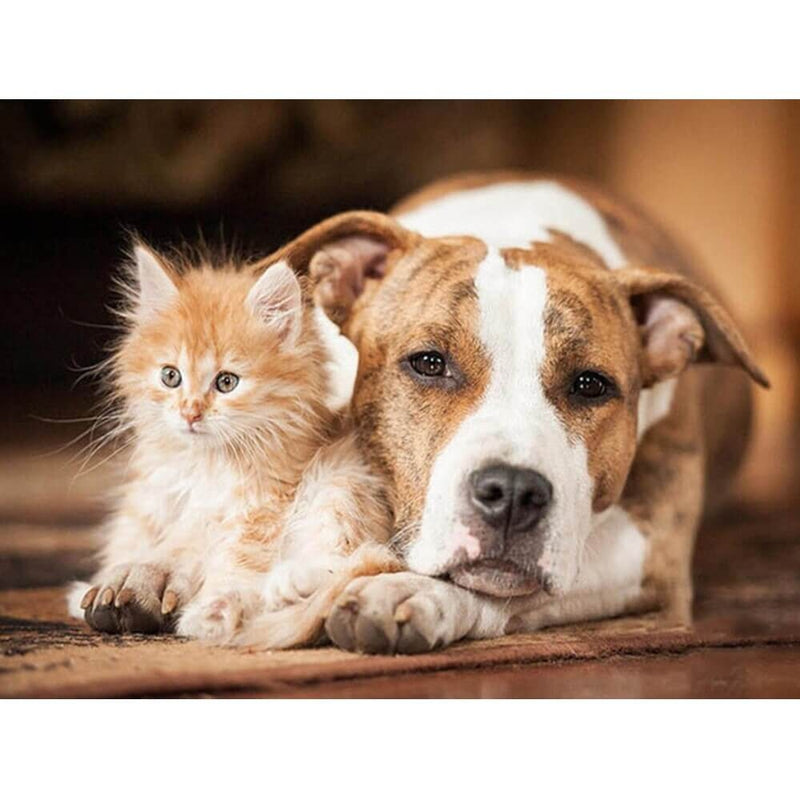 Katt og hund