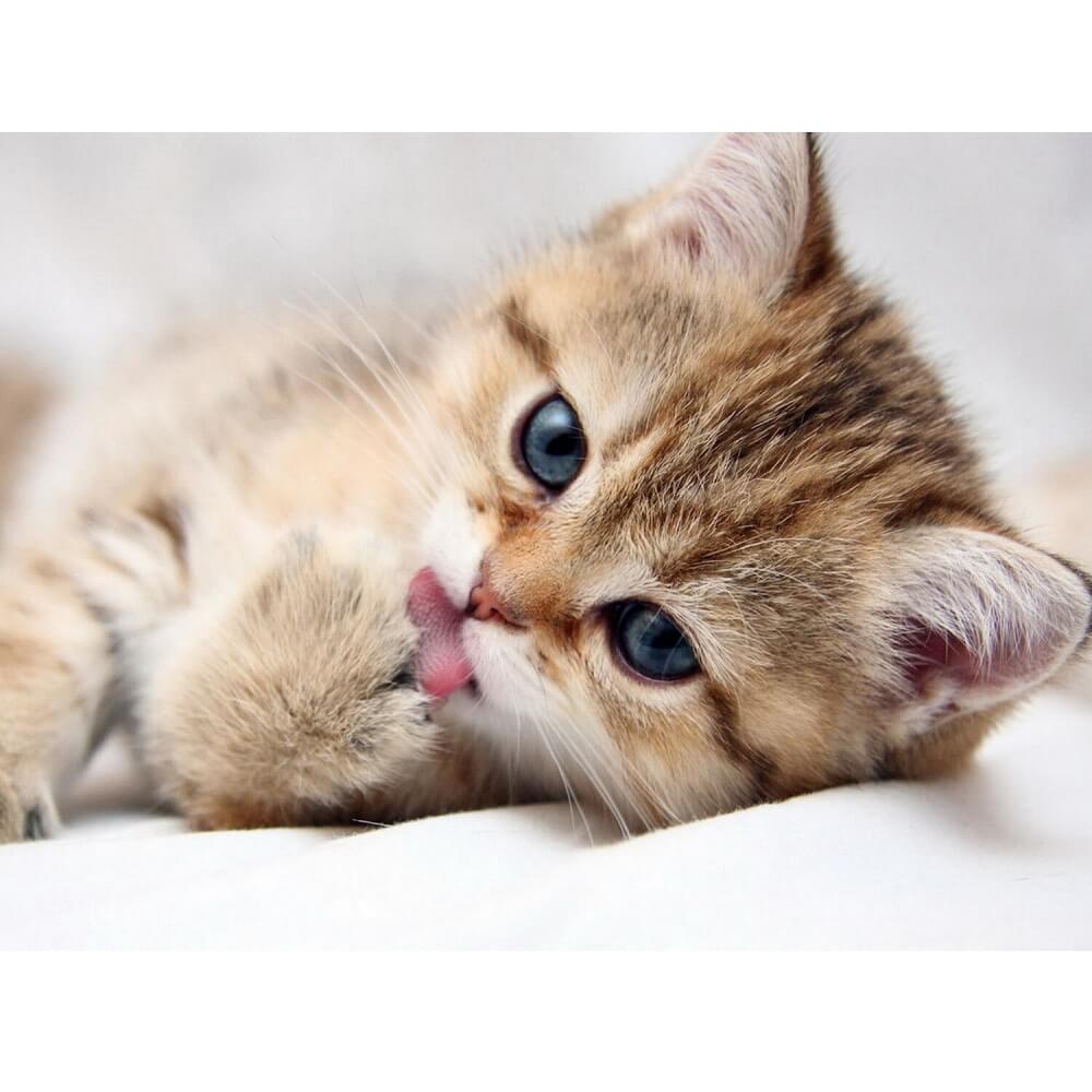 Kattunge