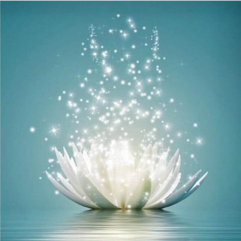 Lotus blomst