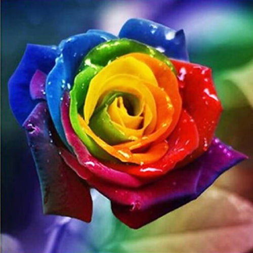 Regnbuerose