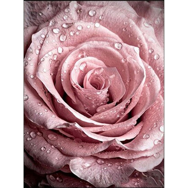 Rosa ros
