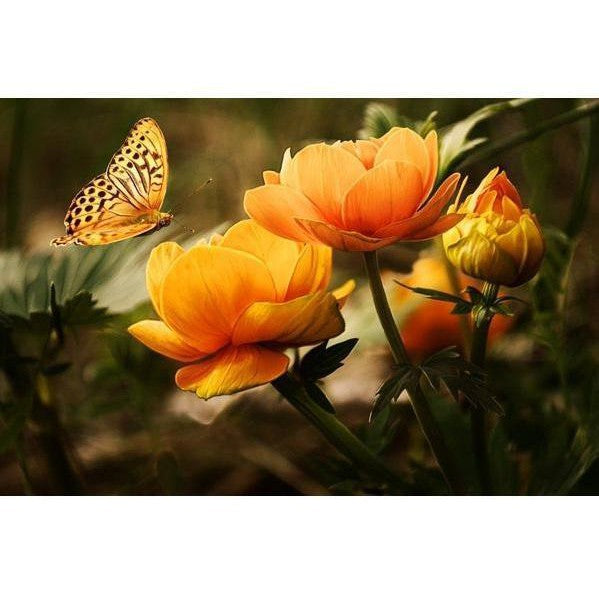 Orangea blommor med fjäril Orangea blommor med fjäril Diamantmålning | Eget foto diamantmålnings | Diamond painting | Fyndiq | Sverige