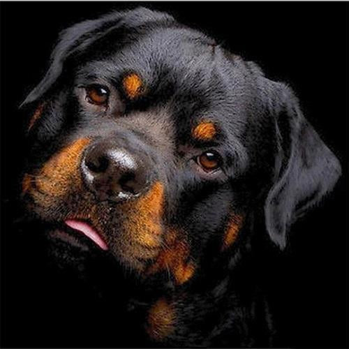 Rottweiler Diamantmålning | Eget foto diamantmålnings | Diamond painting | Fyndiq | Sverige