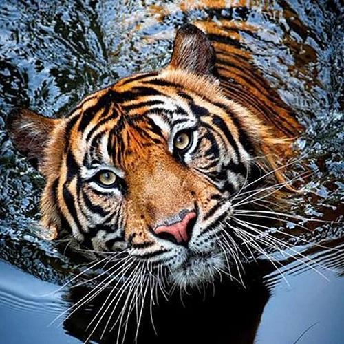 Tiger i vatten Diamantmålning | Eget foto diamantmålnings | Diamond painting | Fyndiq | Sverige